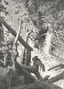 SWITZERLAND. Pine Forest 1891 old antique vintage print picture