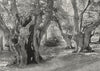 BUCKS. Burnham Beeches 1897 old antique vintage print picture