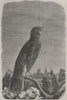BIRDS. Rossignol 1869 old antique vintage print picture