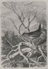 BIRDS. Roitelet Troglodyte 1869 old antique vintage print picture