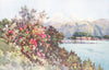 ITALY. Lake Como. Roses, Villa Carlotta, Lago di Como 1905 old antique print