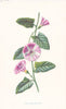 FLOWERS. Small Bindweed or Field Convolvulus c1895 old antique print picture