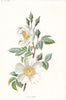 FLOWERS. Field-Rose c1895 old antique vintage print picture