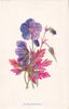 FLOWERS. Meadow Crane's Bill c1895 old antique vintage print picture