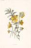 FLOWERS. Silverweed c1895 old antique vintage print picture