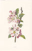 FLOWERS. Apple c1895 old antique vintage print picture