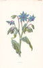 FLOWERS. Borage c1895 old antique vintage print picture