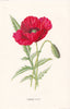 FLOWERS. Common Scarlet Poppy or Red-Weed c1895 old antique print picture