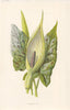 FLOWERS. Cuckoo-Pint c1895 old antique vintage print picture