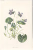 FLOWERS. Sweet Violet c1895 old antique vintage print picture