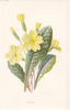 FLOWERS. Primrose c1895 old antique vintage print picture