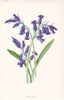 FLOWERS. Hyacinth c1895 old antique vintage print picture