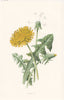 FLOWERS. Dandelion c1895 old antique vintage print picture