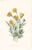 FLOWERS. Buttercup (Bulbous Crowfoot) c1895 old antique vintage print picture