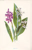 FLOWERS. Orchis c1895 old antique vintage print picture