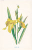 FLOWERS. Water-flag or Yellow Iris c1895 old antique vintage print picture