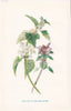 FLOWERS. Dead-Nettle(Red & White) c1895 old antique vintage print picture