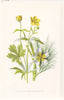 FLOWERS. Water Buttercup (Goldilocks) & Ranunculus c1895 antique print