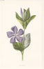 FLOWERS. Periwinkle c1895 old antique vintage print picture