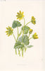 FLOWERS. Pilewort or Lesser Celandine c1895 old antique vintage print picture