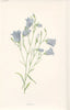 FLOWERS. Harebell c1895 old antique vintage print picture