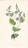 FLOWERS. Germander Speedwell c1895 old antique vintage print picture