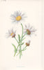 FLOWERS. Ox-eye Daisy c1895 old antique vintage print picture