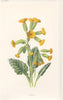 FLOWERS. Paigle or Cowslip c1895 old antique vintage print picture