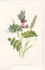 FLOWERS. Bush Vetch & Sweet-scented Vernal Grass c1895 old antique print