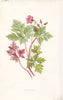 FLOWERS. Herb-Robert c1895 old antique vintage print picture