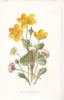 FLOWERS. Daisy & Marsh Marigold c1895 antique vintage print picture