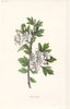 FLOWERS. Hawthorn c1895 old antique vintage print picture