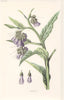 FLOWERS. Comfrey c1895 old antique vintage print picture