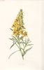 FLOWERS. Toad-Flax c1895 old antique vintage print picture