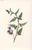 FLOWERS. Bitter sweet or Woody Nightshade c1895 old antique print picture