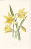 FLOWERS. Daffodil c1895 old antique vintage print picture