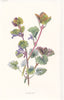 FLOWERS. Ground Ivy c1895 old antique vintage print picture
