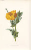 FLOWERS. Yellow Horned-Poppy c1895 old antique vintage print picture