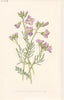 FLOWERS. Lady's-Smock, Bittercress or Cuckoo Flower c1895 old antique print