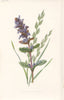 FLOWERS. Bugle & Tall Fescue Grass c1895 old antique vintage print picture