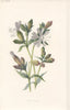 FLOWERS. White Campion c1895 old antique vintage print picture