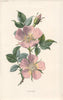 FLOWERS. Dog-Rose c1895 old antique vintage print picture