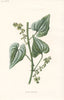FLOWERS. Black Bryony c1895 old antique vintage print picture
