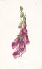 FLOWERS. Foxglove c1895 old antique vintage print picture