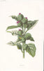 FLOWERS. Burdock c1895 old antique vintage print picture