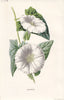 FLOWERS. Bindweed c1895 old antique vintage print picture