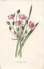 FLOWERS. Flowering-Rush c1895 old antique vintage print picture