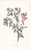 FLOWERS. Rest-Harrow c1895 old antique vintage print picture