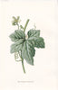 FLOWERS. Red-Berried Bryony c1895 old antique vintage print picture