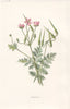 FLOWERS. Stork's-Bill c1895 old antique vintage print picture